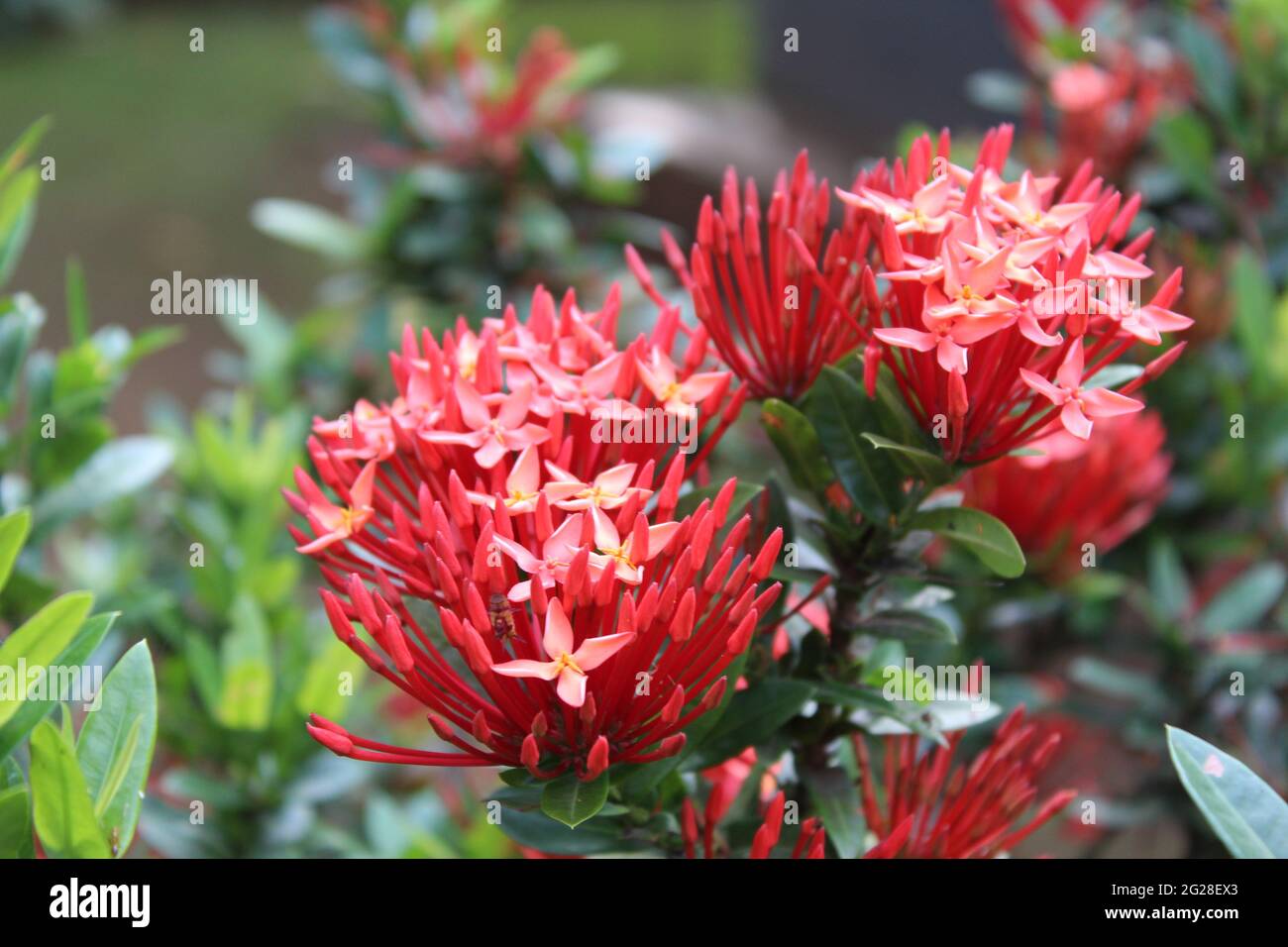 Bright Red Small Bunch of Flowers: Flame-of-the-woods (Rubiaceae) Ixora coccinea L. -- Jungle geranium, Needle flower, Jungle-geranium Stock Photo