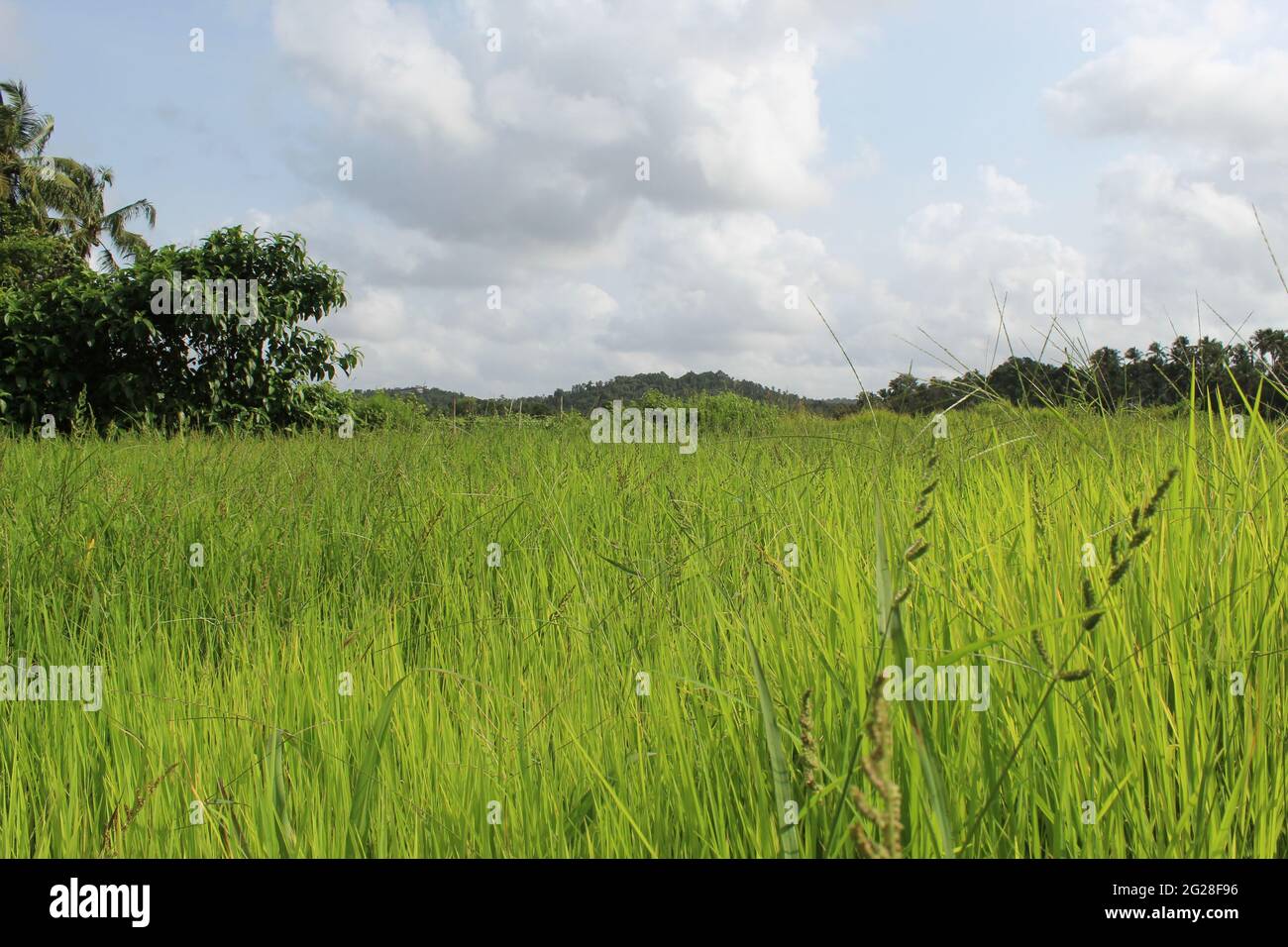 Rice farming in kerala hires stock photography and images Alamy