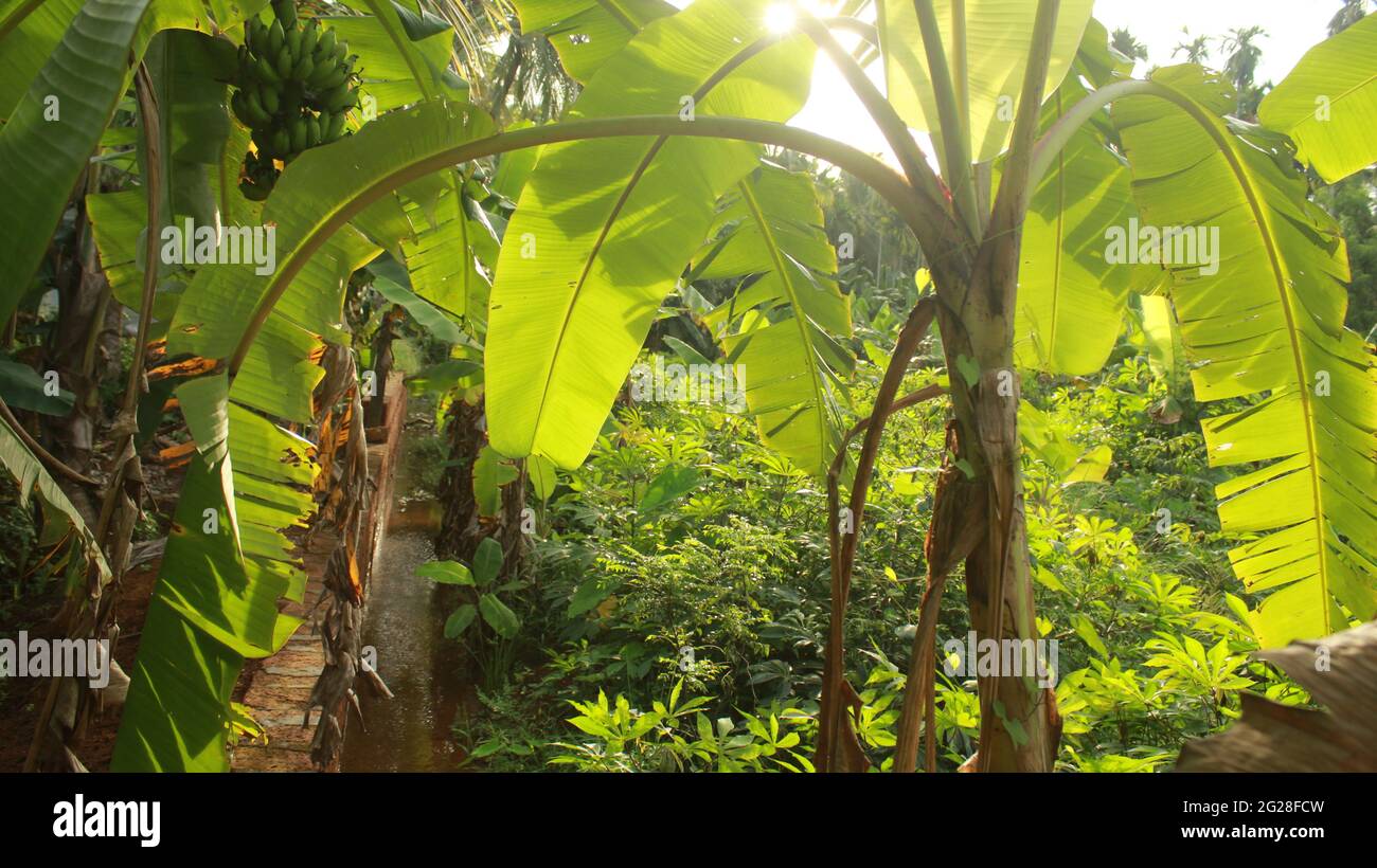 Banana Trees with Broad Leaves in Kerala Farm in Bright Sunlight and Small Irrigation Stream Stock Photo