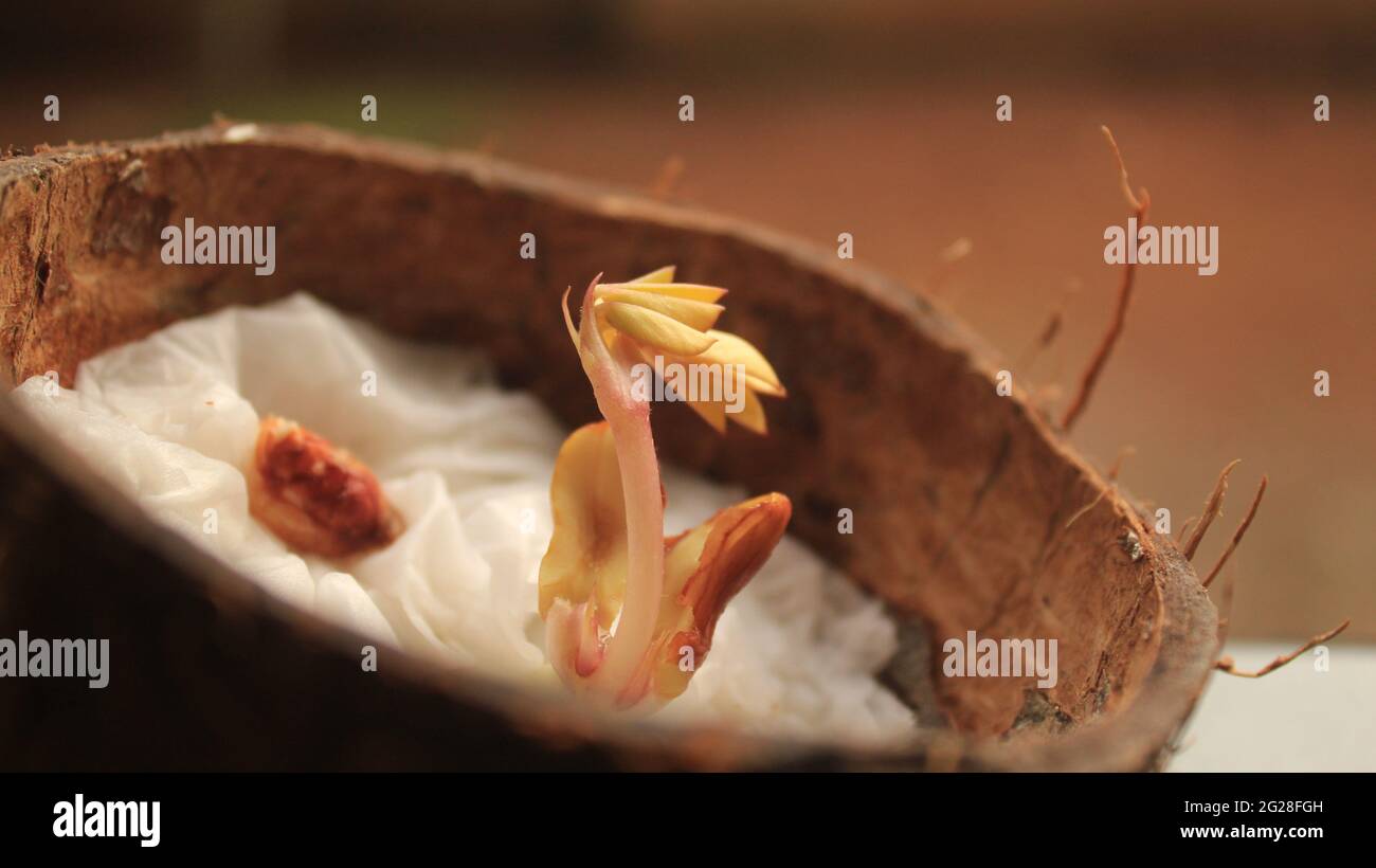 Baby Peanut Plant Growing from Peanut Seed Split Open showing Cotyledon, Plumule, Radicle. Growing in Coconut Shell by Organic Farming Stock Photo