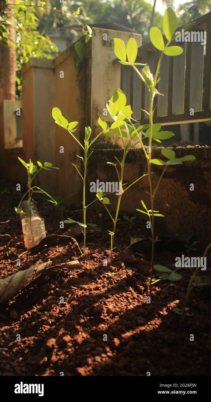 Young peanut plants growing well in sunlit garden. Tracheophytes, Angiosperms, Eudicots, Rosids -- Fabales -- Fabacea -- Arachis -- A. hypogaea Stock Photo