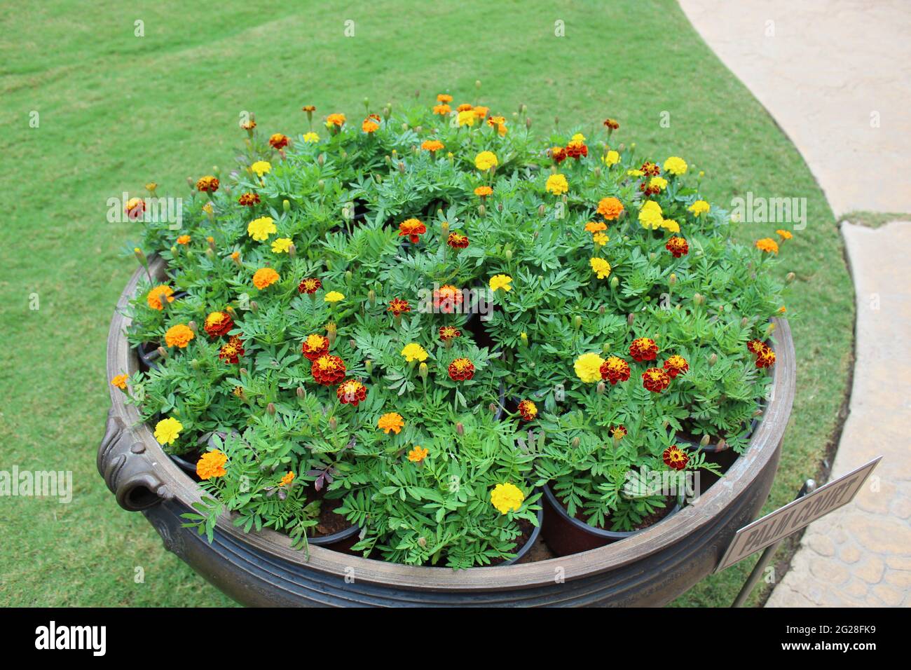 Circular Flower bed in a Large Traditional Pot:  African marigold (Compositae) Tagetes erecta L.,- Tagetes - Aztec marigold, Saffron marigold Stock Photo