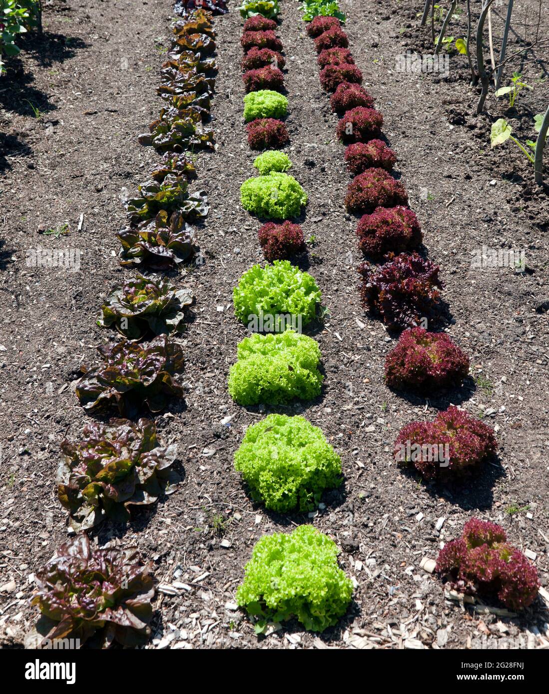 Close-up of a vegetable garden plot, at Walmer Castle, Walmer, Deal, Kent Stock Photo