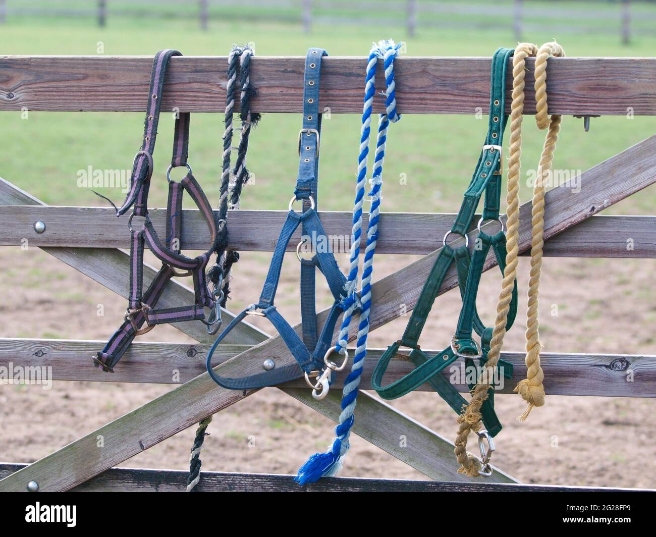Three horse head collars with lead ropes attached hang on the gate to a  paddock Stock Photo - Alamy