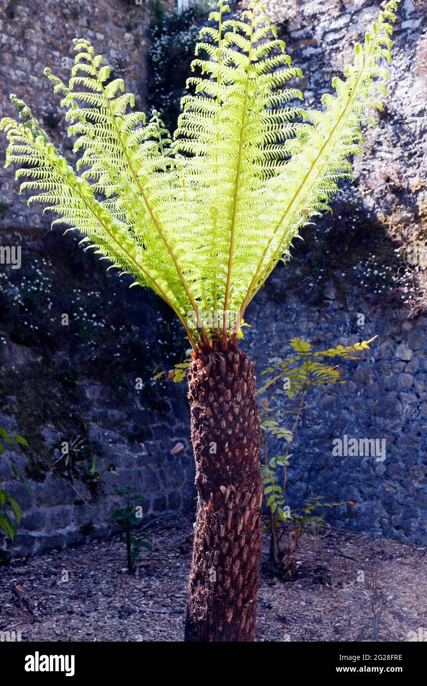 Close-up of a Tree Fern, growing in the moat of Walmer Castle, Walmer, Deal, Kent Stock Photo