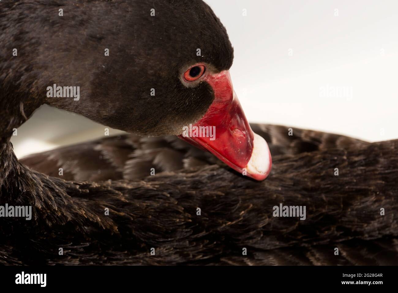 An extreme closeup portrait of an Australian black swan showing the curved neck, red beak and red eyes found in this large waterbird. Stock Photo