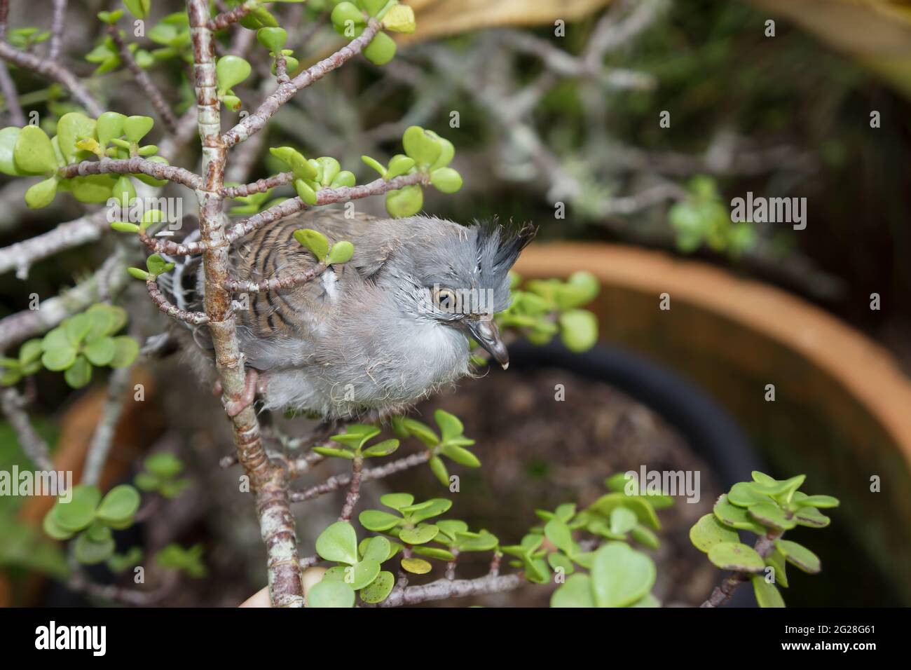 A fledgling native Australian crested pigeon (Ocyphaps lophotes) also known as a topknot pigeon, has crash landed on his first flight into a jade bush Stock Photo