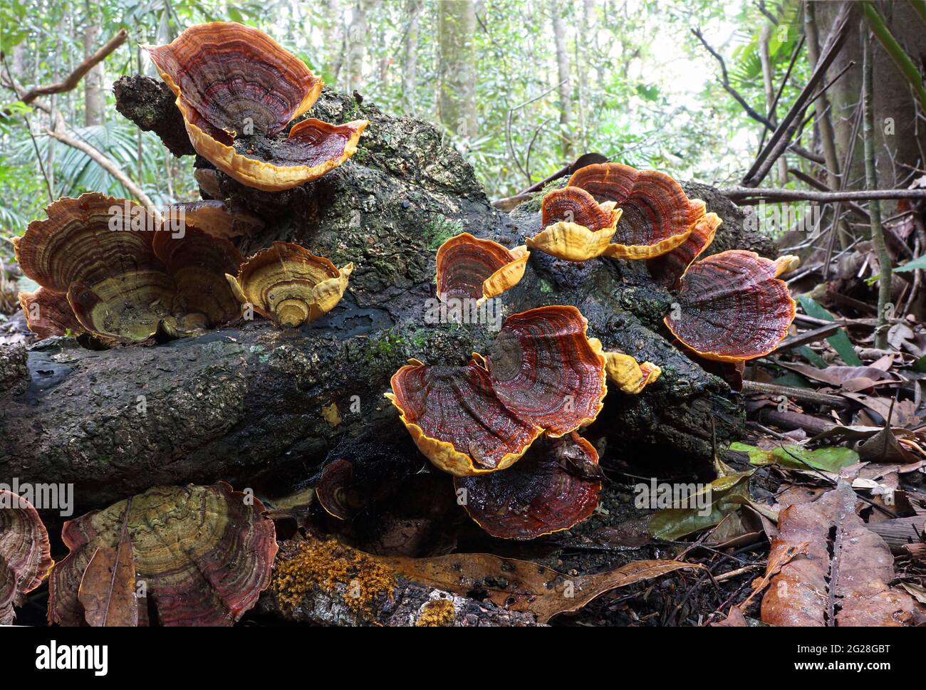 Colourful fresh bracket fungus on a fallen moss covered log on the rainforest floor at Eungella, Queensland, Australia (Microporus affinis) Stock Photo