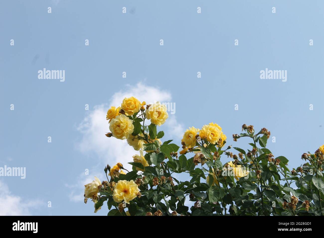 yellow roses blue sky and white clouds Stock Photo - Alamy