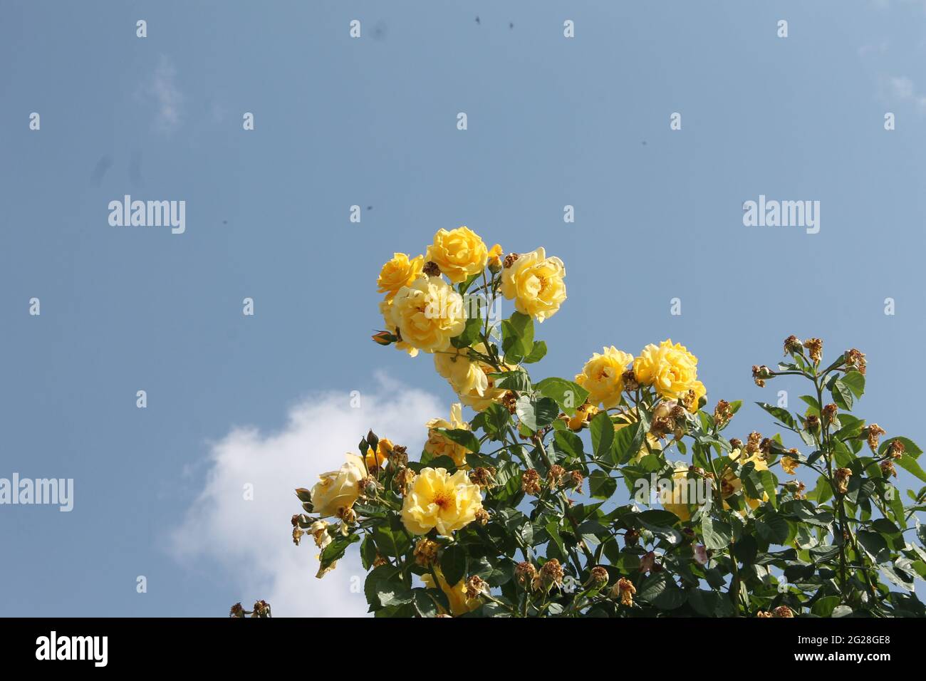 Blue sky and yellow roses hi-res stock photography and images - Alamy