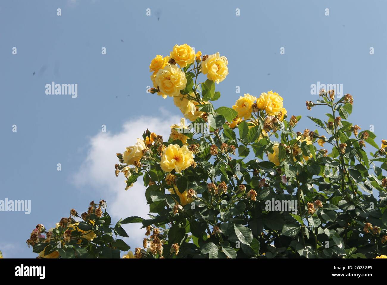 yellow roses blue sky and white clouds Stock Photo - Alamy