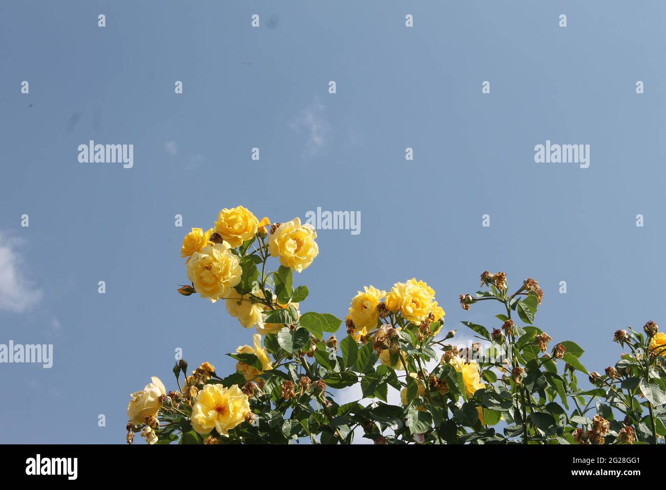 White roses yellow roses hi-res stock photography and images - Alamy