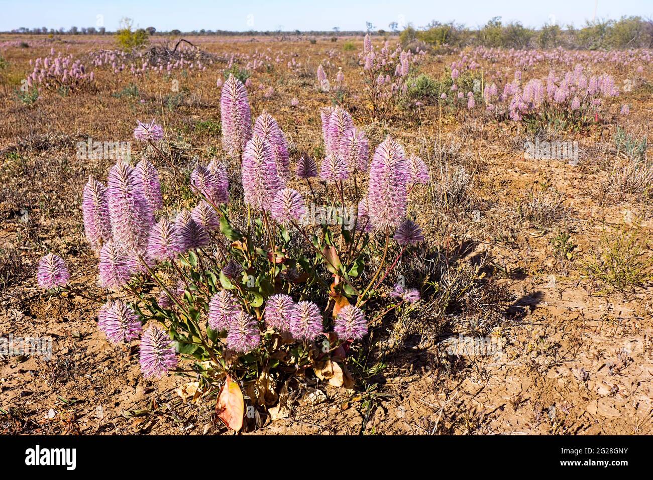 After a good rainy season outback Queensland is covered in fluffy pink mulla mulla flowers (Ptilotus Exaltatus) also known as lamb's tail or foxtail. Stock Photo