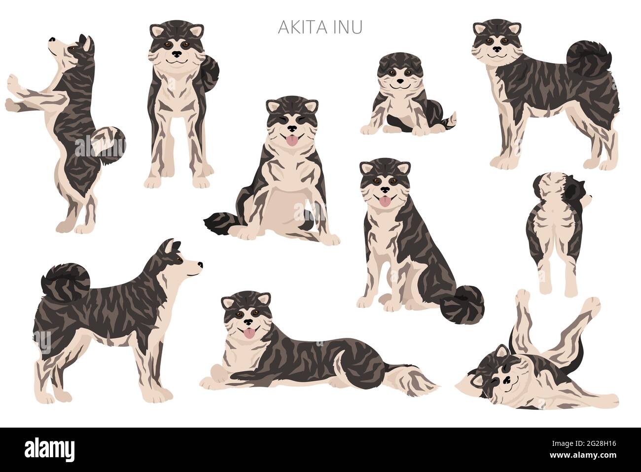 Akita Inu all colours clipart. Different coat colors set. Vector illustration Stock Vector