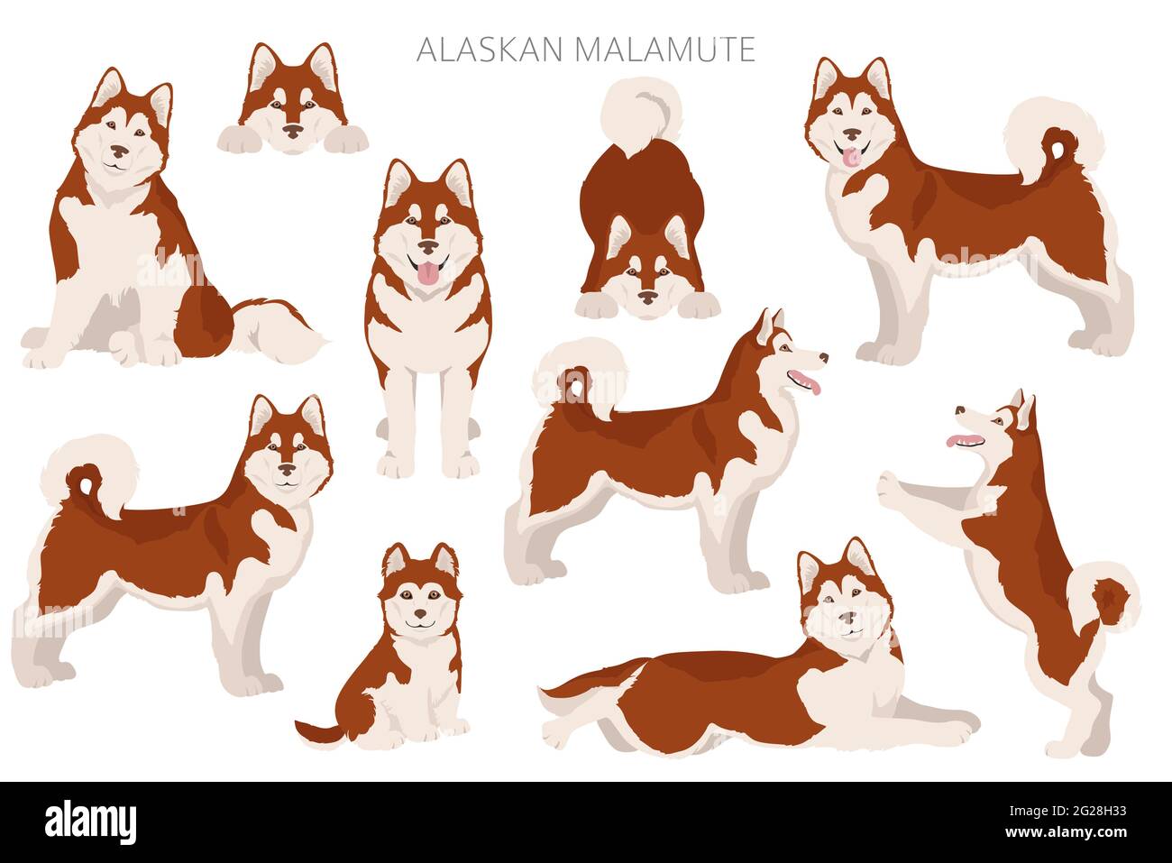 Alaskan malamute all colours clipart. Different coat colors and poses set.  Vector illustration Stock Vector Image & Art - Alamy