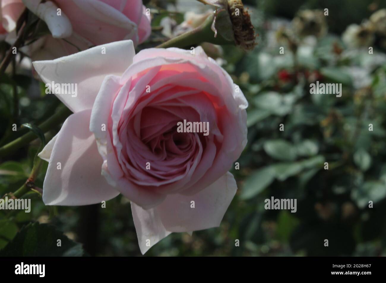 Pink rose in the garden hi-res stock photography and images - Alamy