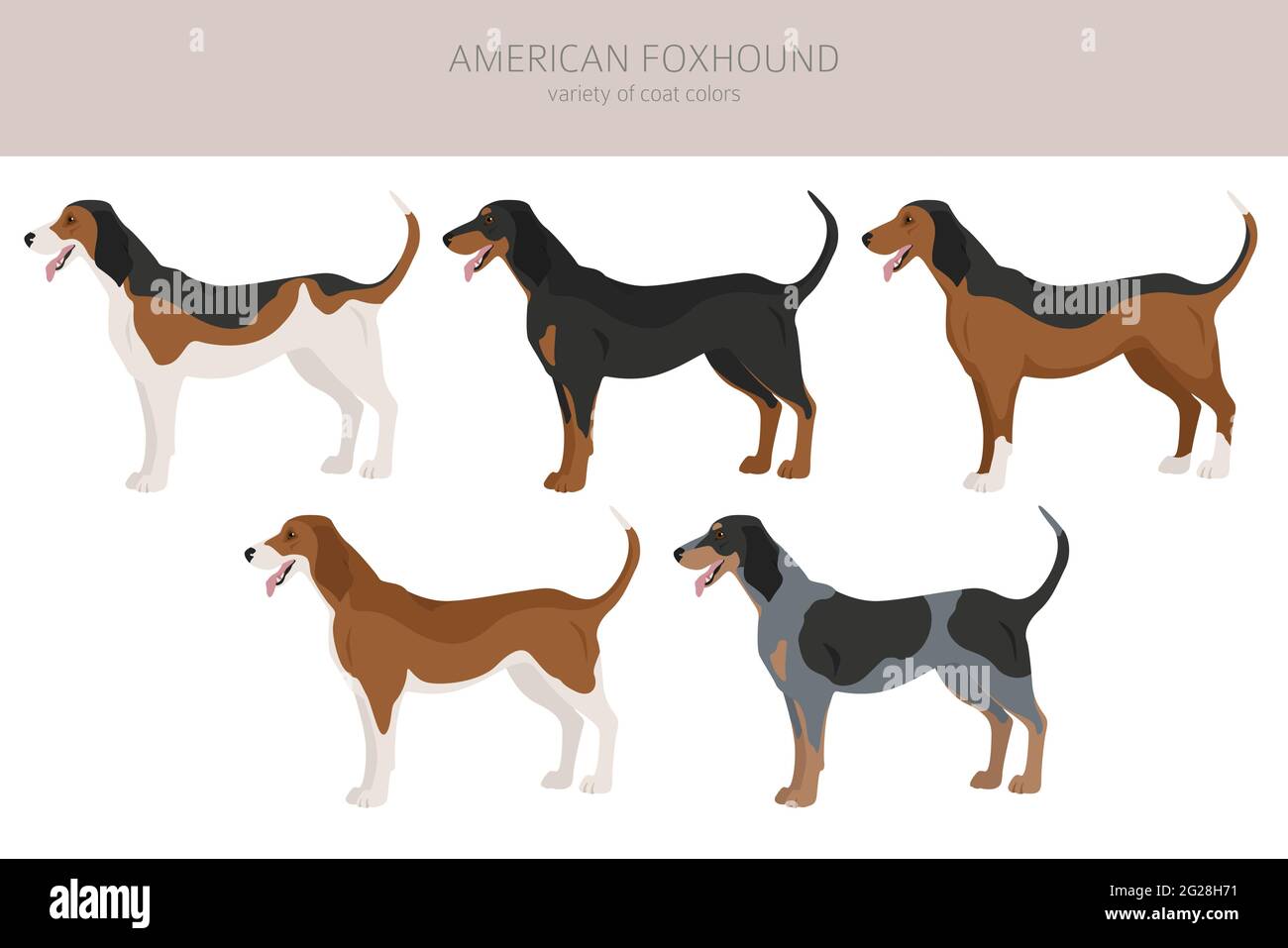American foxhound colors sales