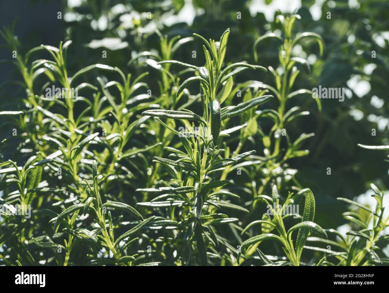 close-up view of rosemary plant in garden Stock Photo