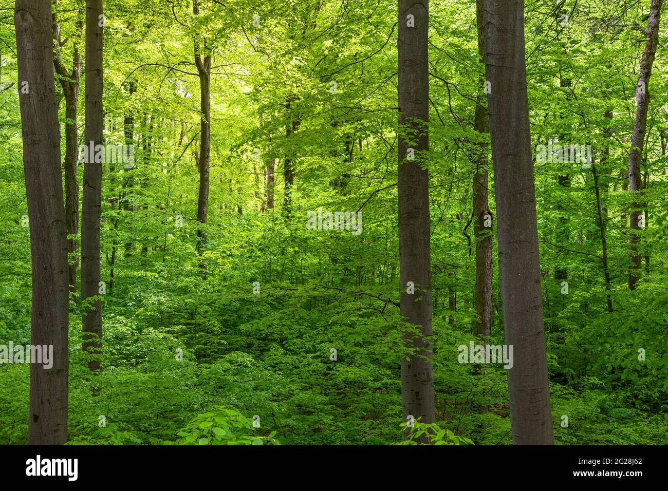 Woodland in Hainich National Park, Thuringia, Germany Stock Photo