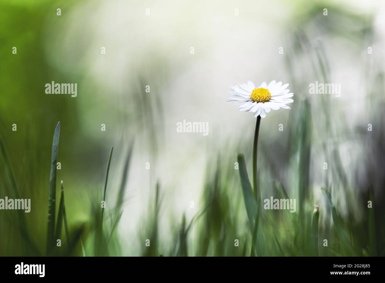 Closeup nature view of green creative layout made of green grass and single daisy flower on spring meadow. Natural background Stock Photo