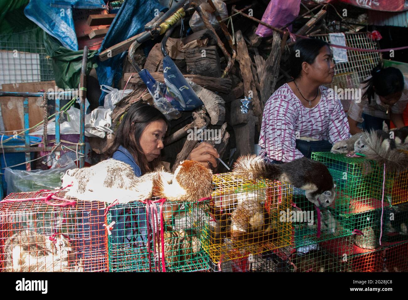 Wild animals on sale at a stall at the animal market in Bangkok, Thailand  Stock Photo - Alamy