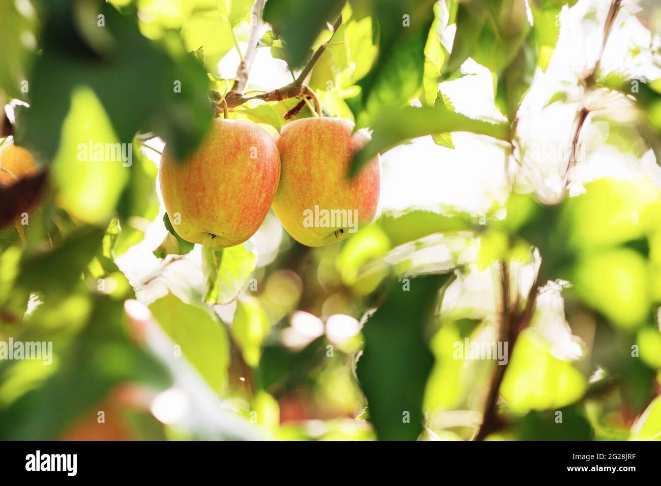 Organic apples hanging from tree branch in orchard Stock Photo - Alamy