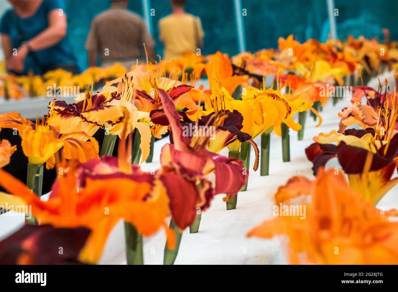 Day lilies on display at a flower show Stock Photo Alamy