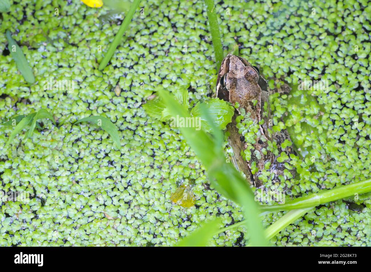 Common frog ( Rana temporaria ) at rest in UK garden pond June 2021
