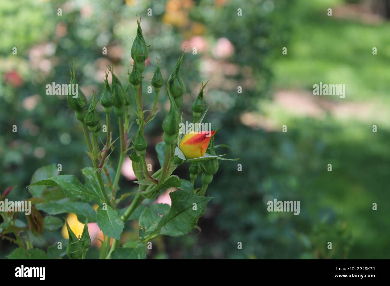 Unopened rose hires stock photography and images Alamy