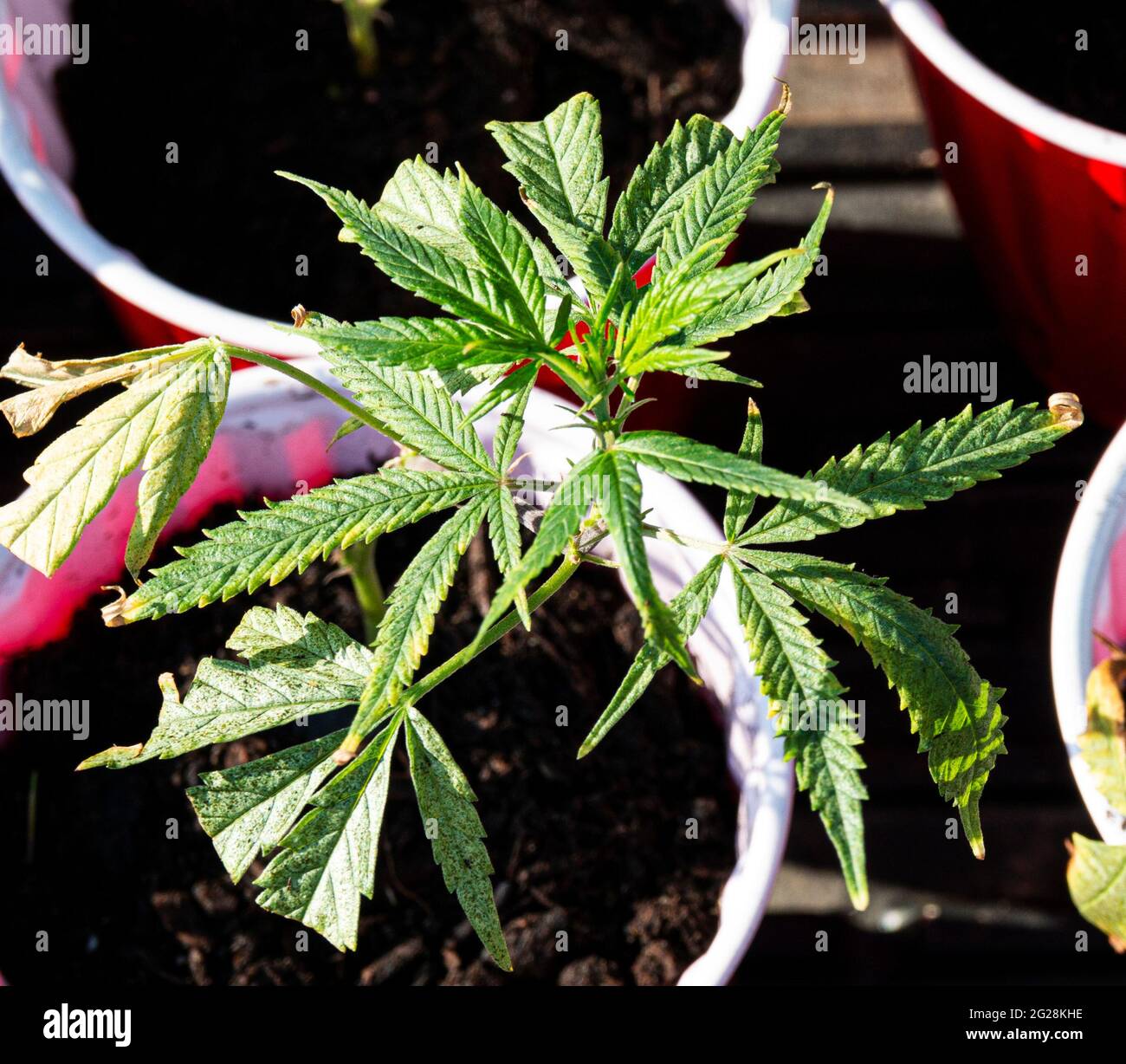 https://c8.alamy.com/comp/2G28KHE/top-view-of-a-marijuana-plant-clipping-planted-in-a-red-solo-cup-flower-pot-2G28KHE.jpg