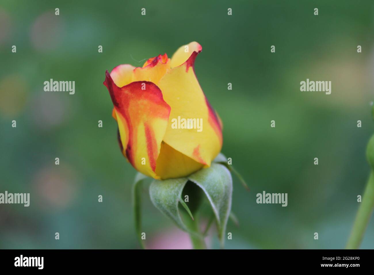 Rose and rosebud hi-res stock photography and images - Alamy