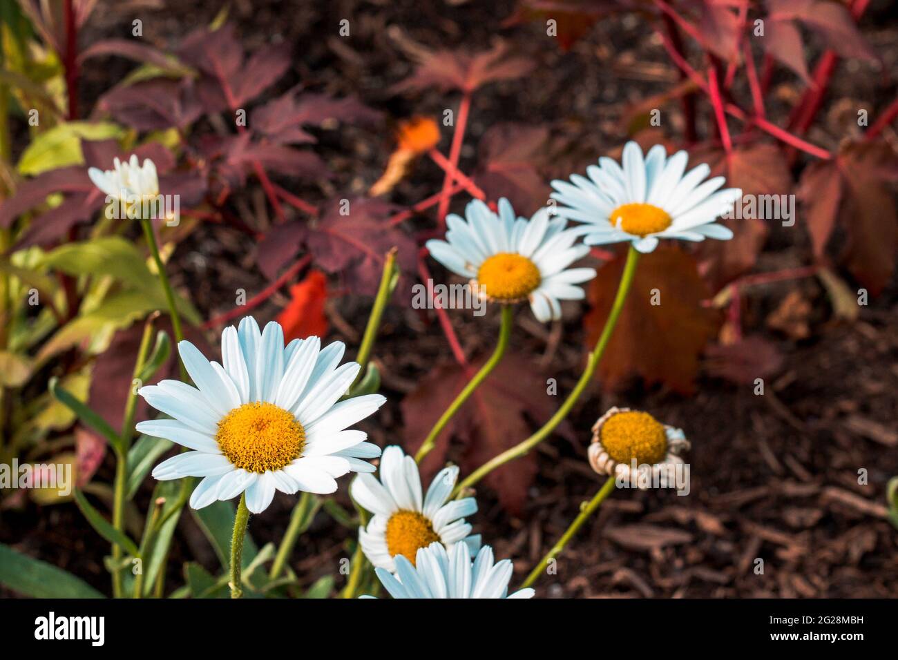 Japanese daisies hires stock photography and images Alamy