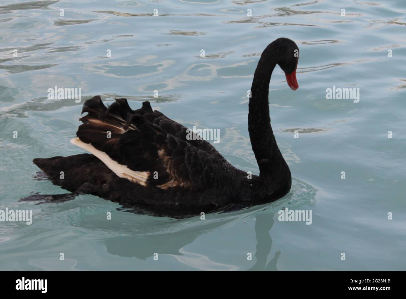 black swan swimming in water Stock Photo - Alamy