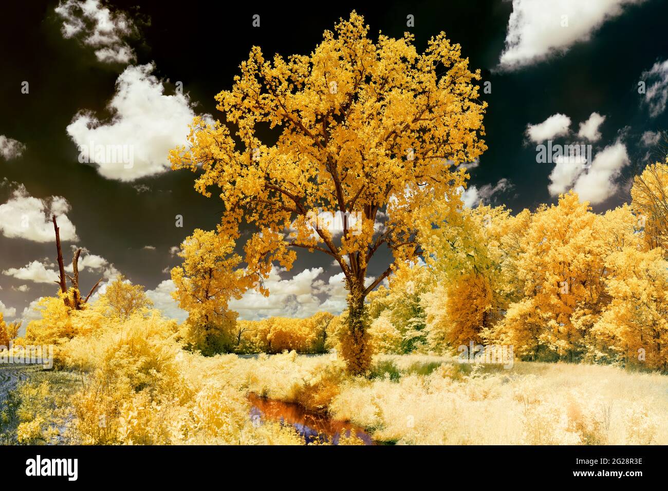 A false color infrared image of a cottonwood on the banks of a creek on a late spring afternoon.  Lots of gold, blue, and a bit of red are the palette Stock Photo