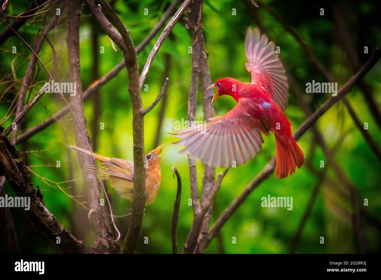 A pair of summer tanagers are having an argument in a thicket.  The male has his wings spread while the female looks up at him.  Red, green, yellow. Stock Photo