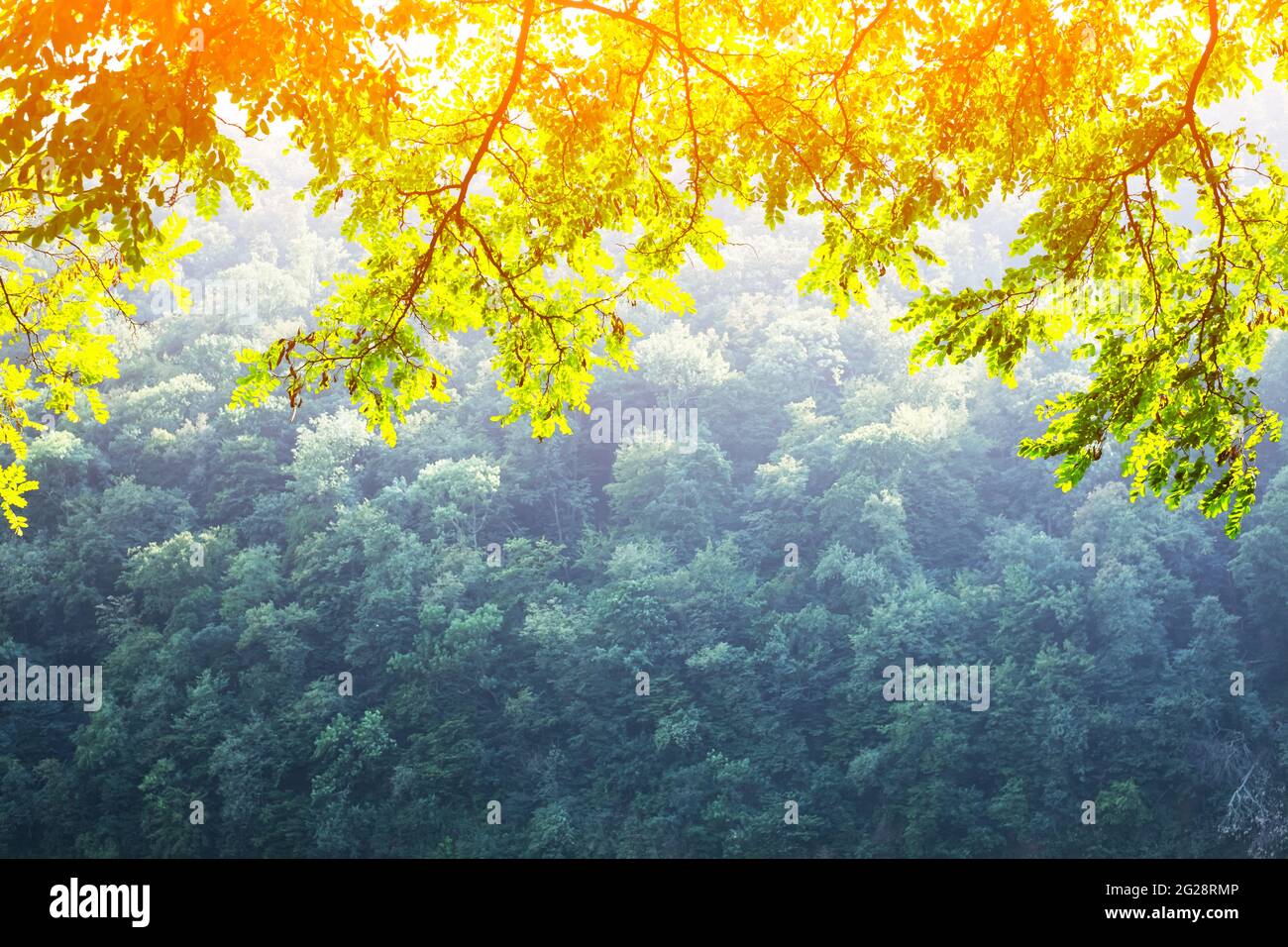 Closeup nature view of green acacia leafs on spring twigs on blurred background in forest. Copyspace make using as natural green plants and ecology backdrop Stock Photo