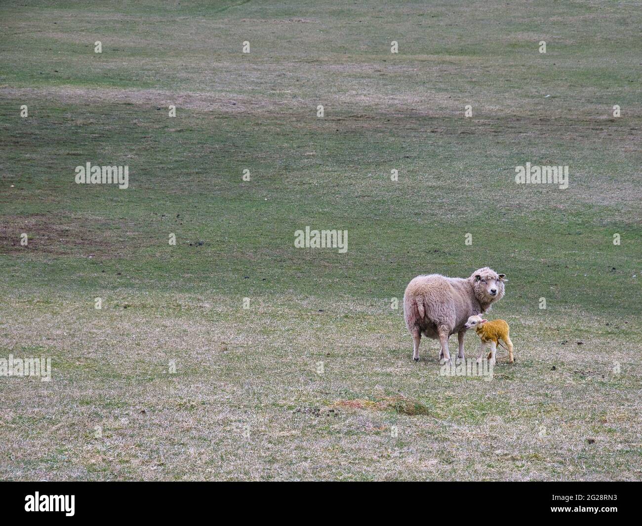 A ewe and new born lamb stained yellow with meconium in a remote field - taken in a remote area of open grazing around Westerwick in Shetland Stock Photo