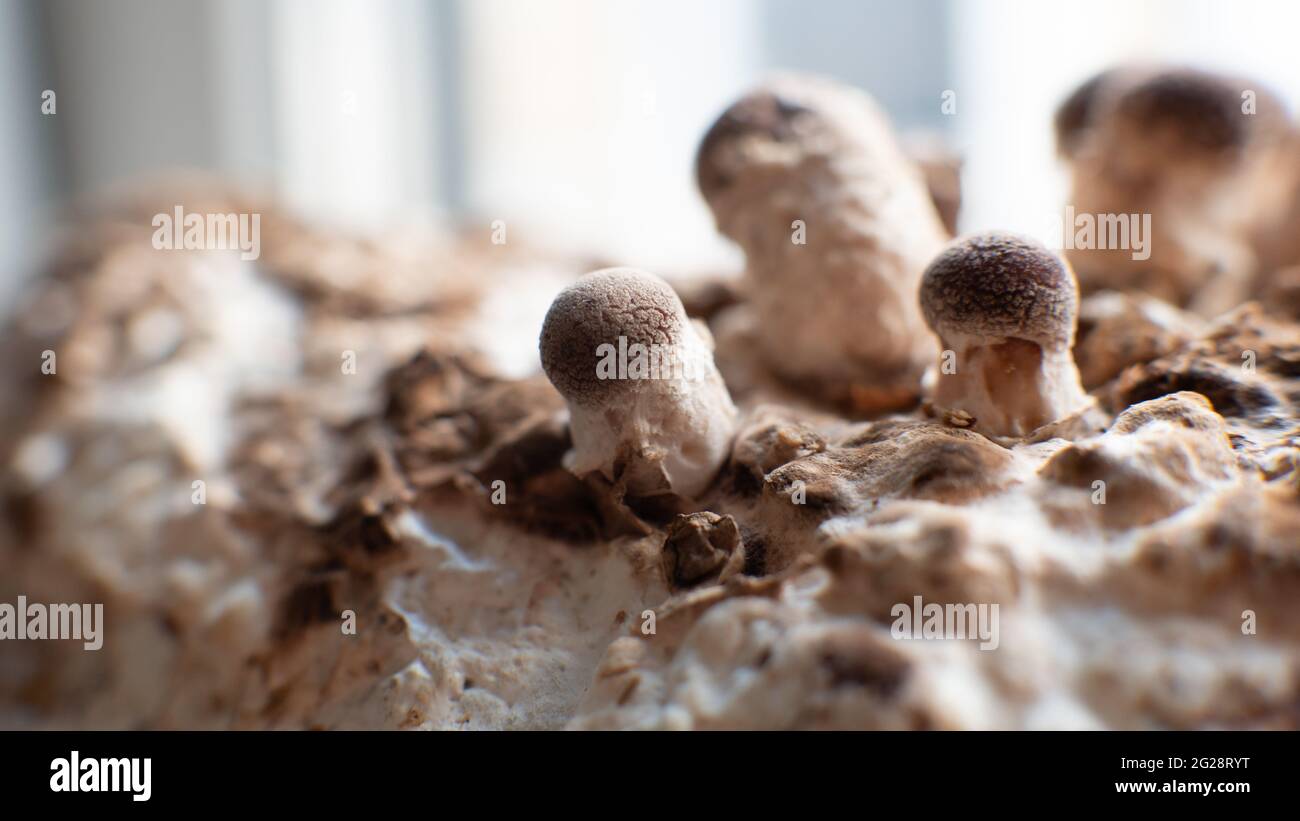 Shiitake Mushrooms on mycelium block. Traditional chinese medicine