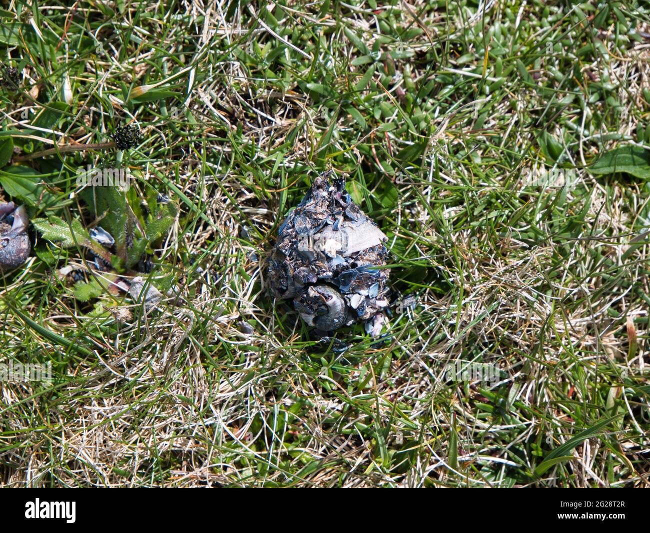A regurgitated pellet of indigestible shell and other fragments left by a sea bird on the coastal cliffs north of Collaster, Unst, Shetland, UK. Stock Photo