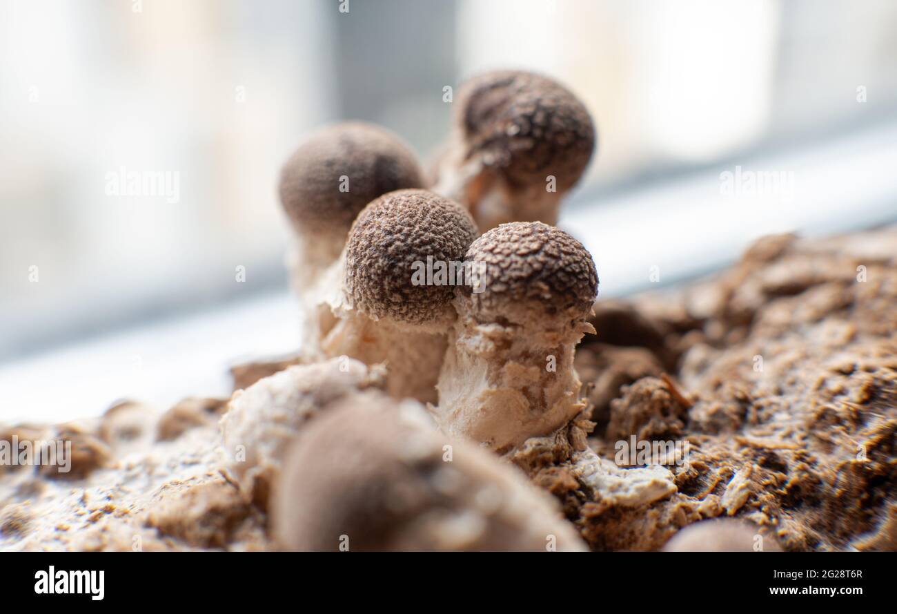Growing Shiitake Mushrooms at Home Stock Photo Alamy