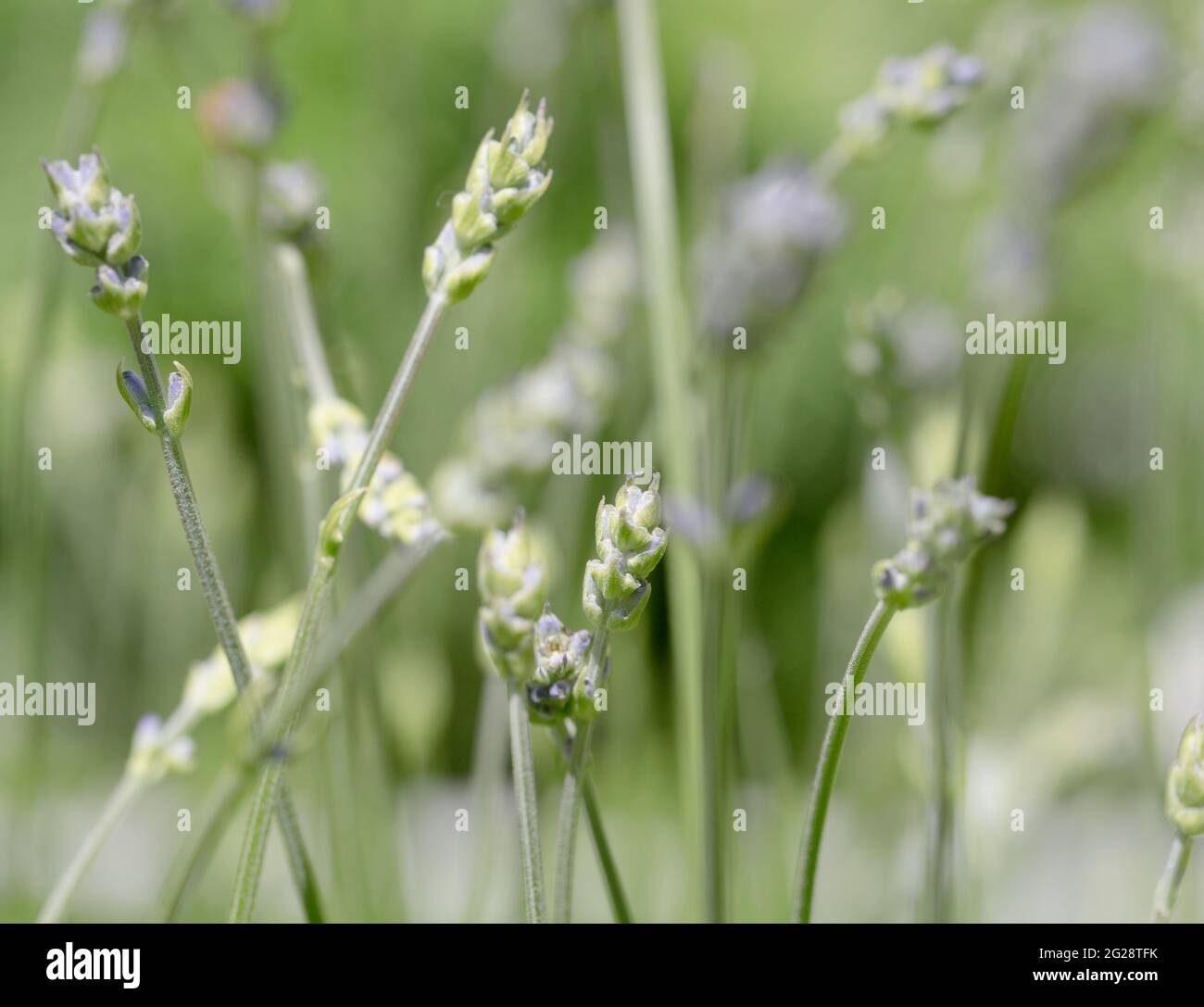 A full frame flower background of the stalks and flowers of aromatic lavender plants with copy space Stock Photo