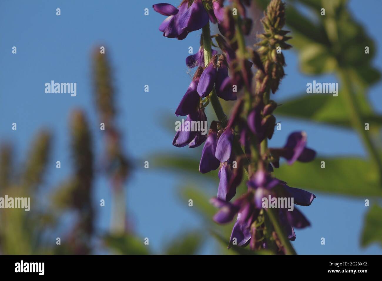 Eastern Goat's-rue, Galega orientalis. Purple flowers close-up in sunlight against a background of a blue sky. Purple green blue natural background. Stock Photo