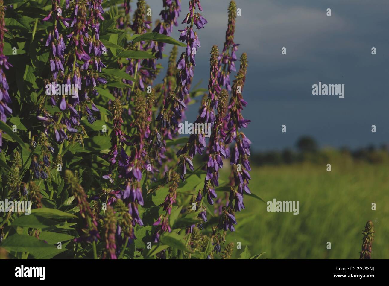 Eastern Goat's-rue, Galega orientalis. A bush of purple flowers against a background of a green meadow and a dark pre-storm sky in clouds. Stock Photo