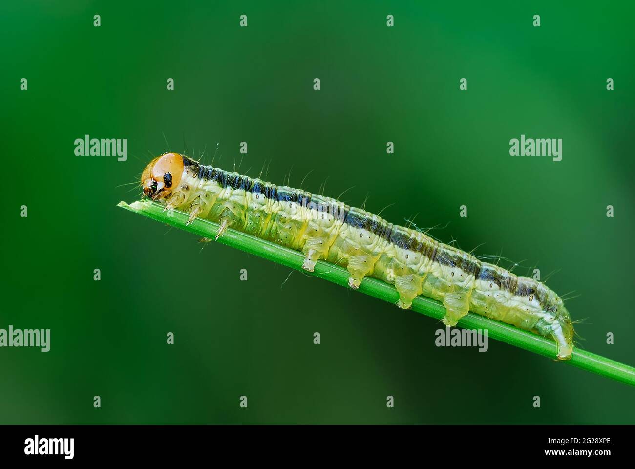 European caterpillar isolated hires stock photography and images Alamy