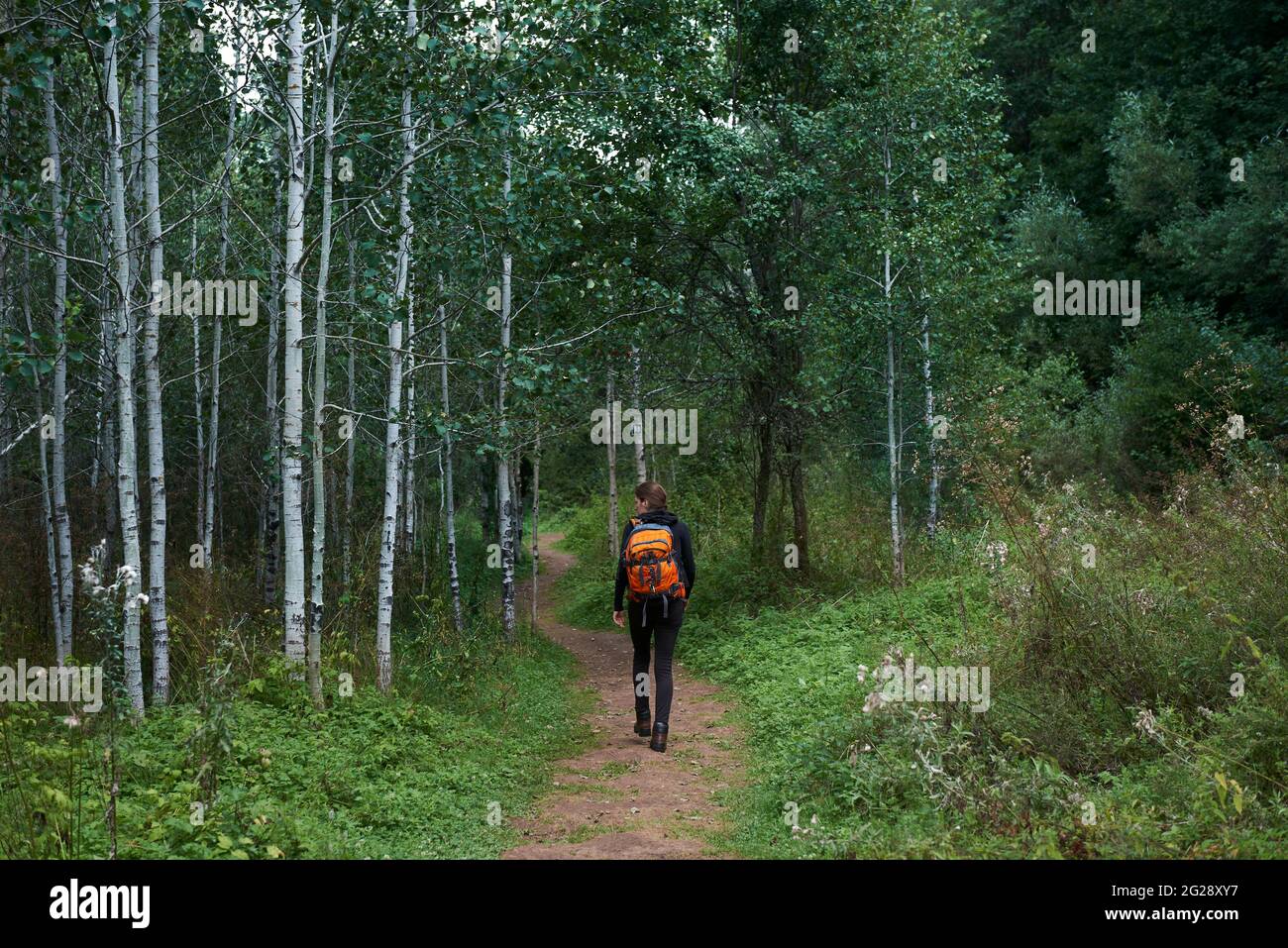 Hiking in the woods among the beautiful birch trees Stock Photo