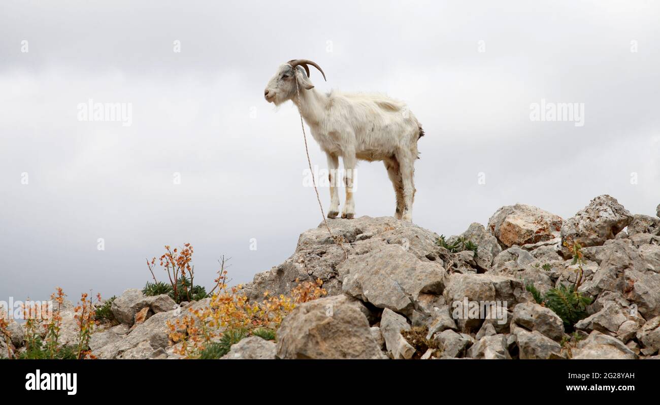 Goat on the rocks. Nature background Stock Photo Alamy