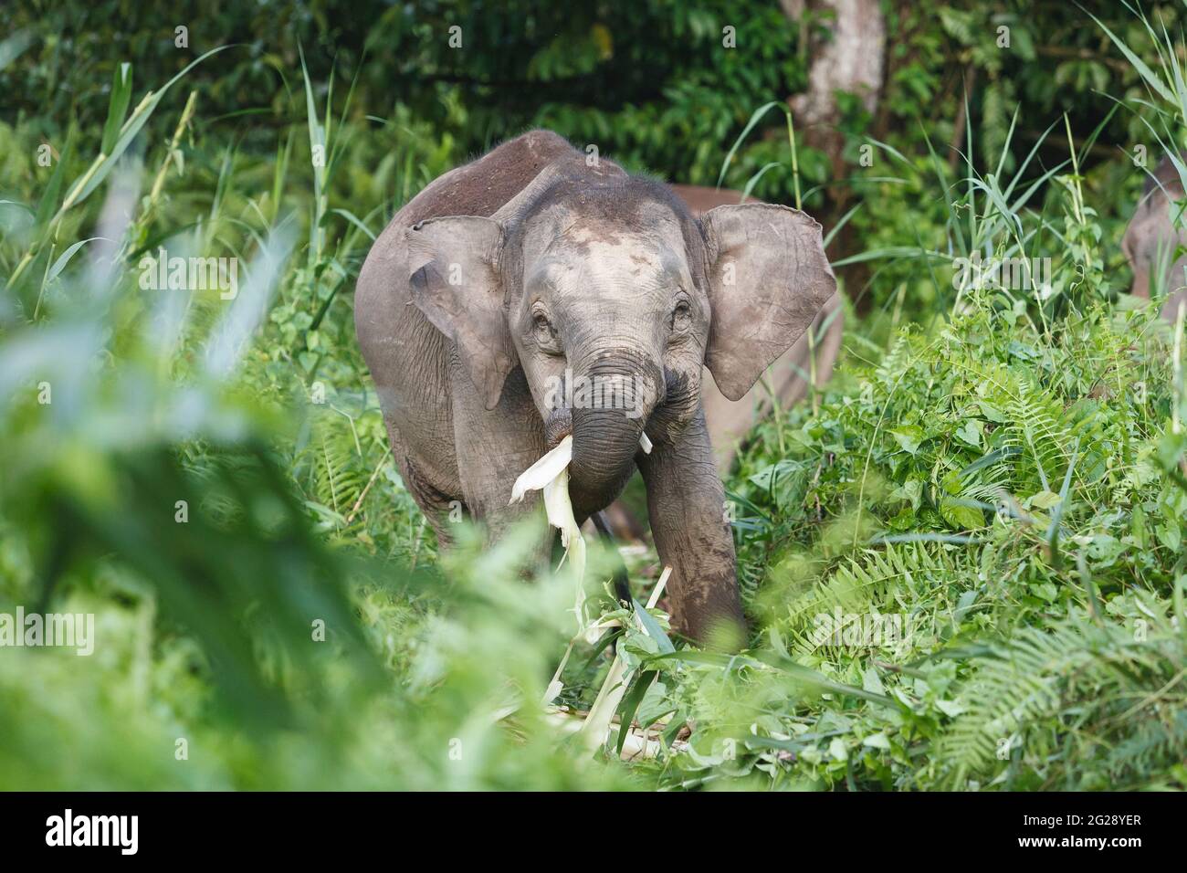 Asian elephant, Pygmy elephant, Elephas maximus borneensis, eating. Kinabatang River, Borneo, Asia Stock Photo