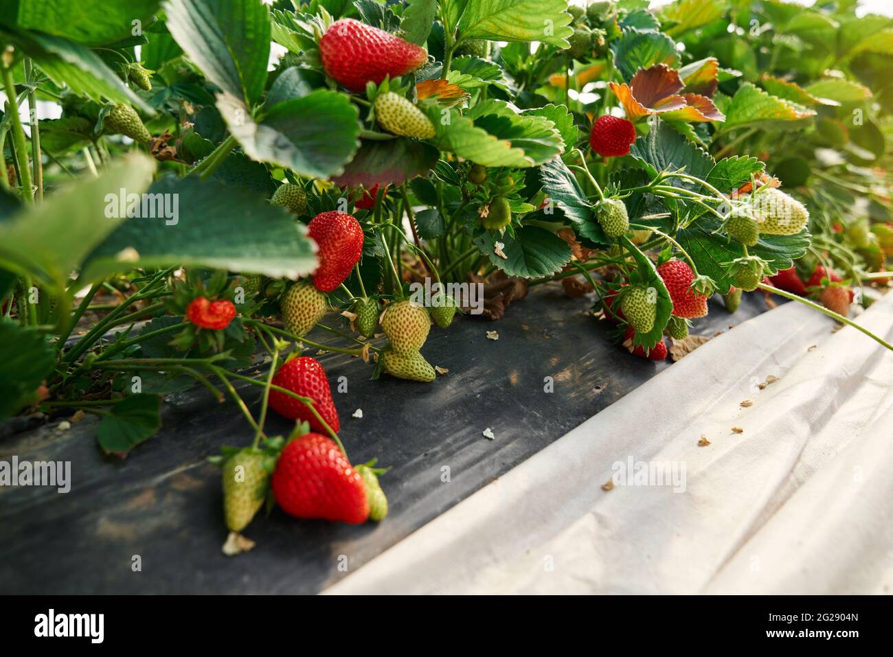 Farm field rows growing strawberries hi-res stock photography and ...