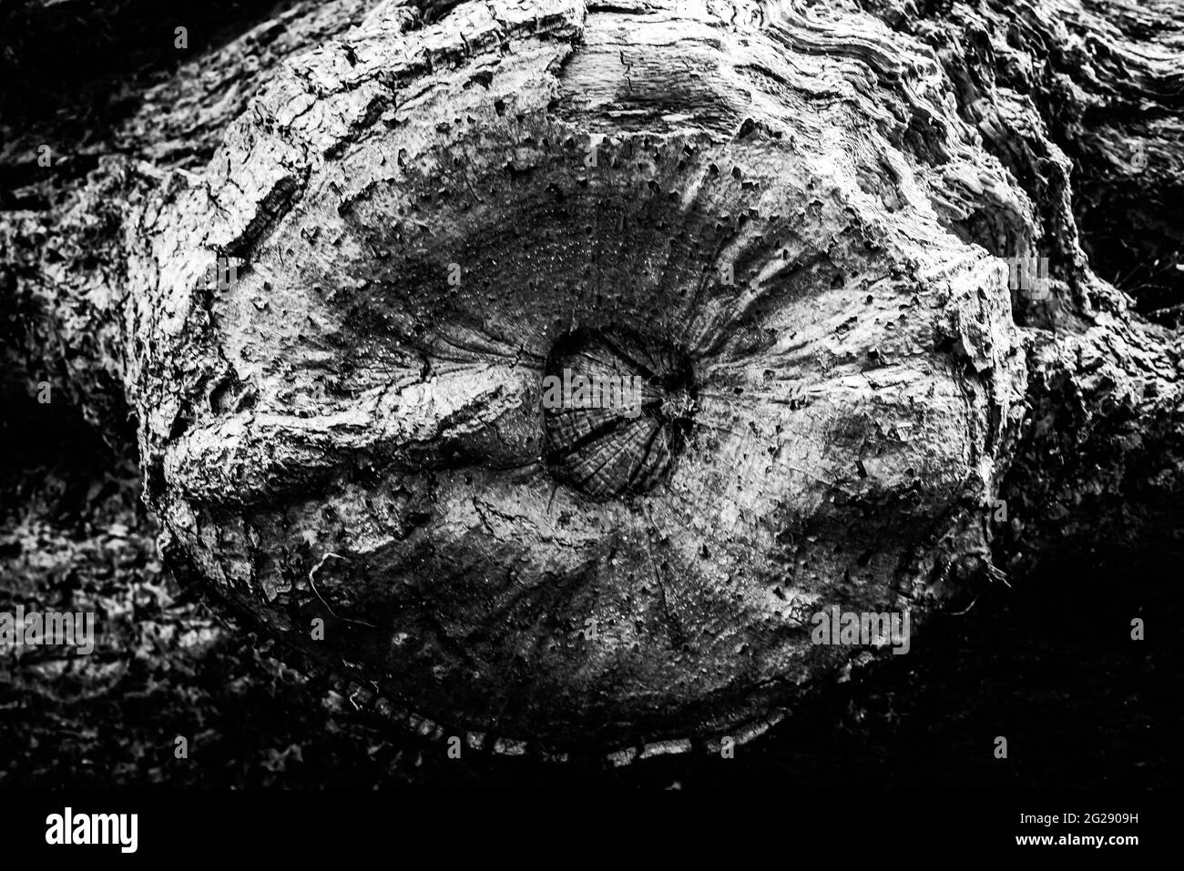 A Close Image Of A Dead Tree Showing The Lines Contours And Wrinkles