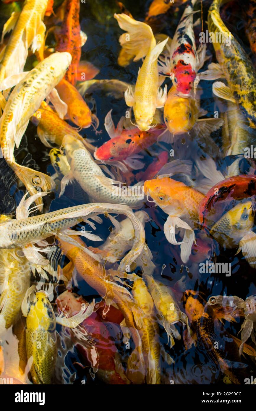 Koi fish, Colorful fancy fish closeup swimming at pond Stock Photo Alamy